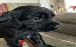 Cockerdor dogs for sale: Outstanding working gun puppies  - Image 2
