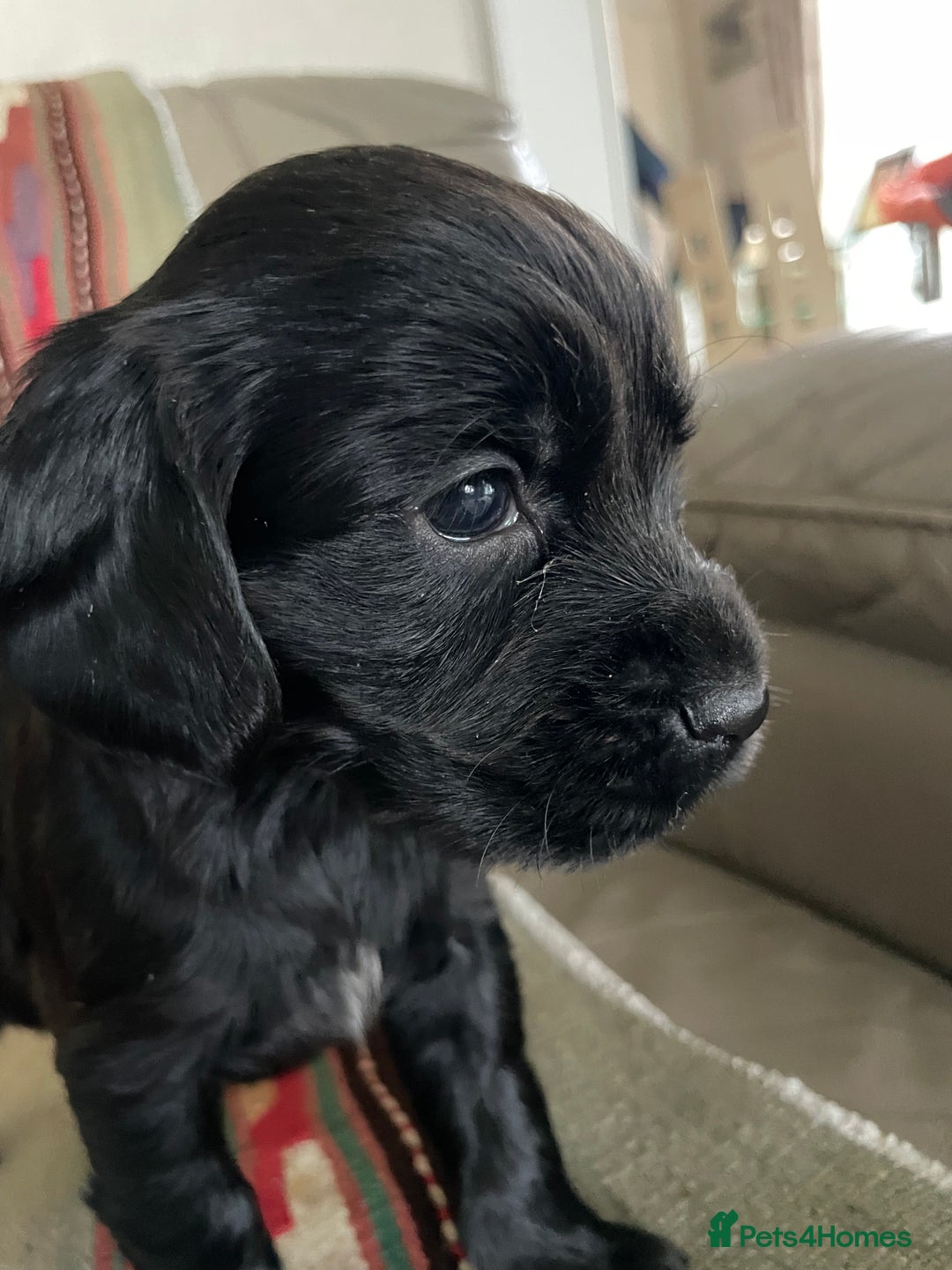 Cockerdor dogs for sale: Outstanding working gun puppies  - Image 2