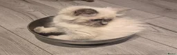 Ragdoll cats for sale: 3 REMAINING Gorgeous blue and seal ragdoll kittens - Advert 4