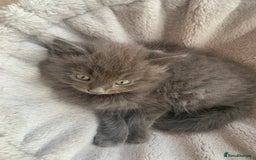 British Longhair cats for sale: Kittens for sale!! in Highbridge - Image 21