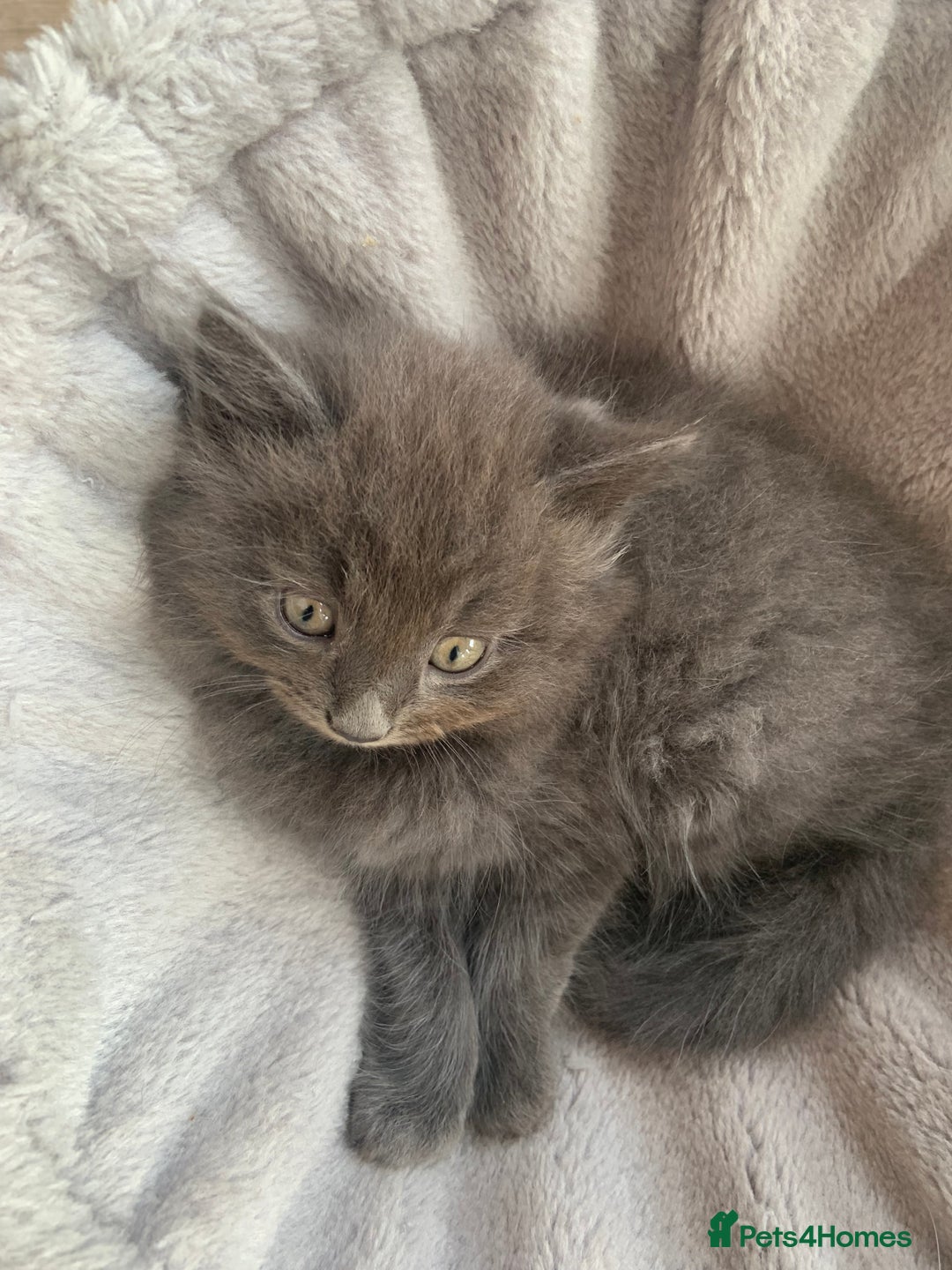 British Longhair cats for sale: Kittens for sale!! in Highbridge - Image 21
