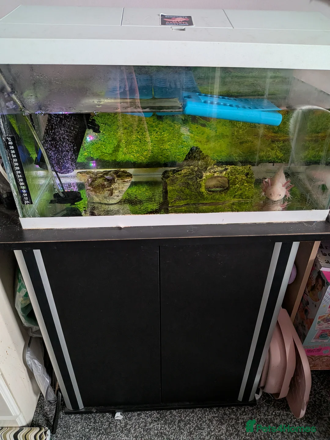 Axolotl reptiles for sale: Leucistic Axolotl with full set up  in Stockton-on-Tees - Advert 2