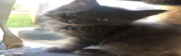 Russian Blue cats for sale: Russian blue/Norwegian forest mixed - Advert 14