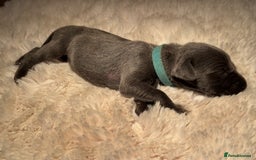 Weimaraner dogs for sale:  KC Reg Weimaraner Pups from Champion Bloodlines ✨ - Image 15