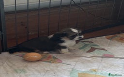 Lhasa Apso dogs for sale: Lhasa Apso Puppies – Tiny Tails, Big Hearts! - Image 8