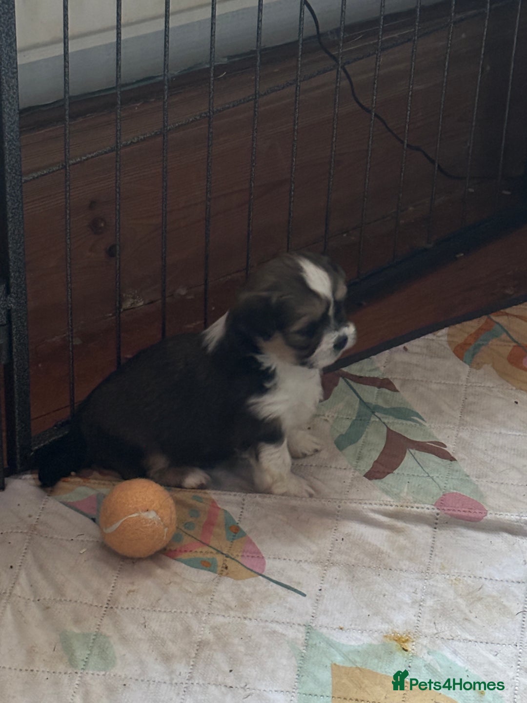 Lhasa Apso dogs for sale: Lhasa Apso Puppies – Tiny Tails, Big Hearts! - Image 8