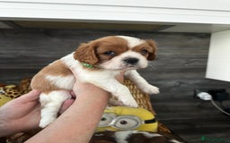Cavalier King Charles Spaniel dogs for sale: 5 beautiful cavalier King Charles spaniel puppies - Image 6