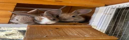Mixed Breed rabbits for sale: Bunnies looking for homes in Hockley - Advert 2