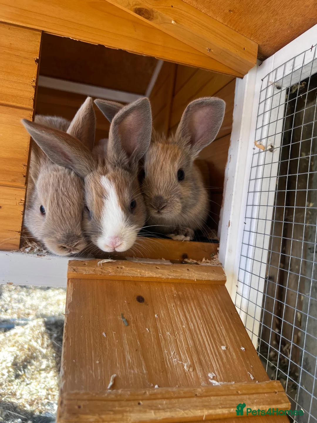 Mixed Breed rabbits for sale: Bunnies looking for homes in Hockley - Advert 2