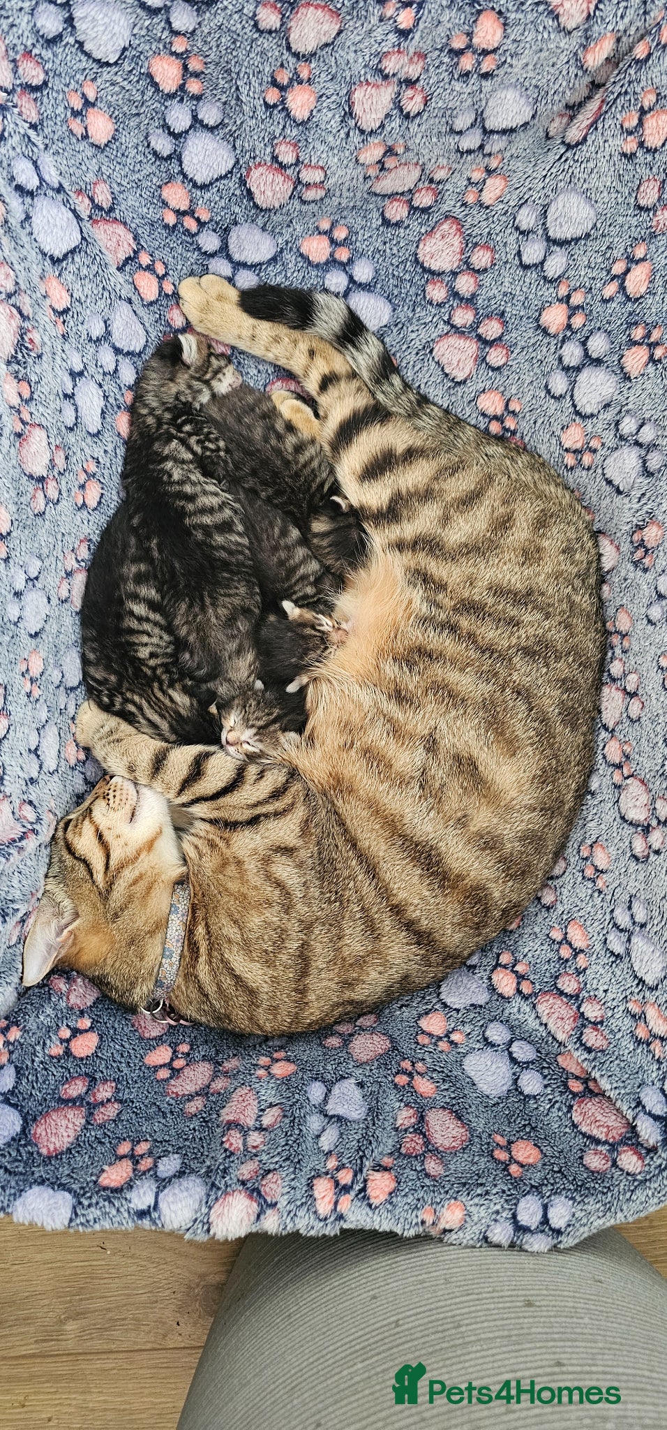 Mixed Breed cats for sale: Beautiful Bengal Mix Kittens - Advert 10