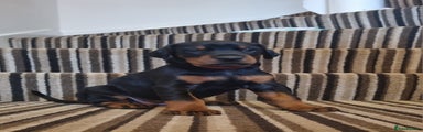 Dobermann Puppy 8
