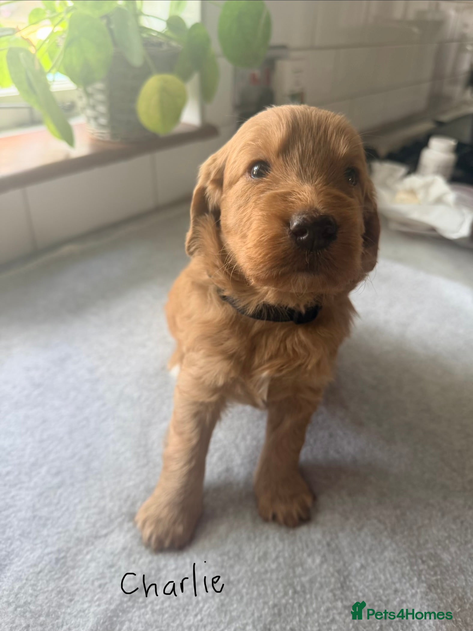Labradoodle dogs Perfect fox red medium Labradoodles  - Advert 2