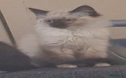 Ragdoll cats for sale: Ragdolls - Image 2