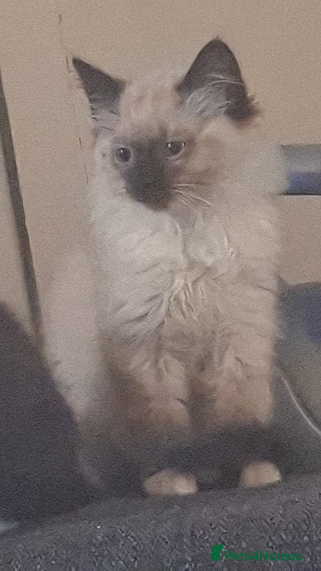 Ragdoll cats for sale: Ragdolls - Image 2