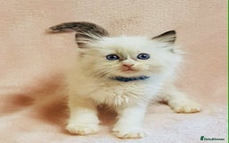 Ragdoll cats for sale: Ragdoll kittens - Image 5