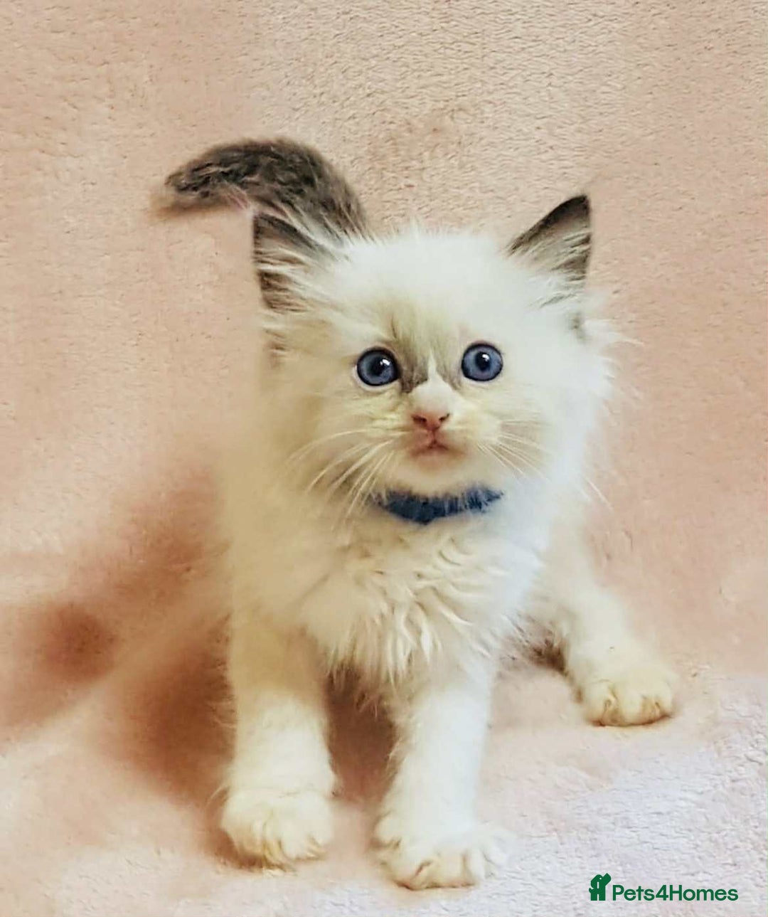 Ragdoll cats for sale: Ragdoll kittens - Image 5