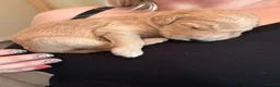 Goldendoodle dogs for sale: Beautiful golden doodle puppies for sale  in Norwich - Advert 28