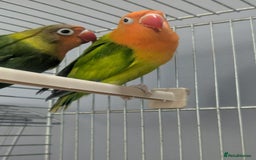 Lovebirds birds for sale: New Born Love Birds - Image 13