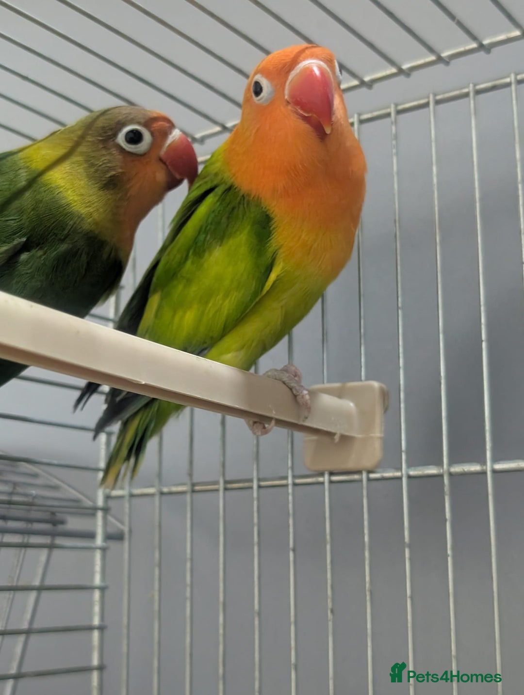 Lovebirds birds for sale: New Born Love Birds - Image 13