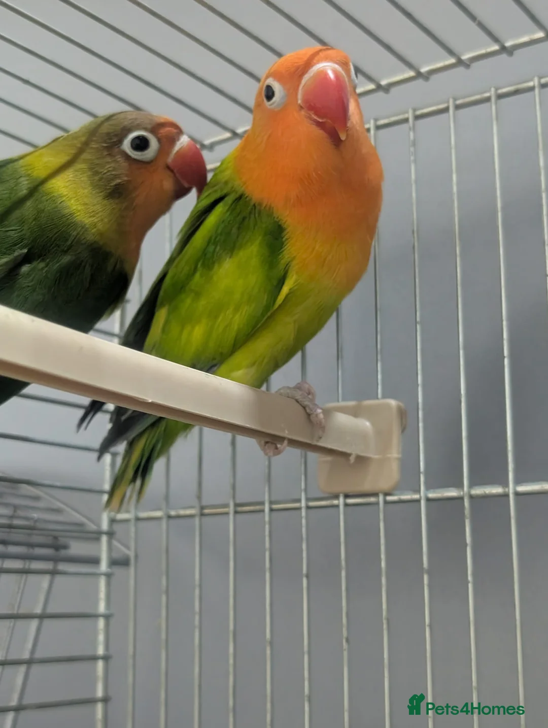 Lovebirds birds for sale: Hand Reared New Born Love Birds - Advert 16