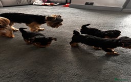 Yorkshire Terrier dogs for sale: 🐾 Adorable Puppies for Sale! 🐾 - Image 3