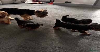 Yorkshire Terrier dogs - Advert 3