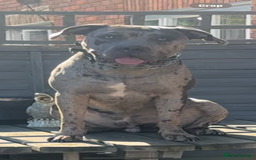 Mixed Breed dogs for sale: Zeus cane corso merle  - Image 2