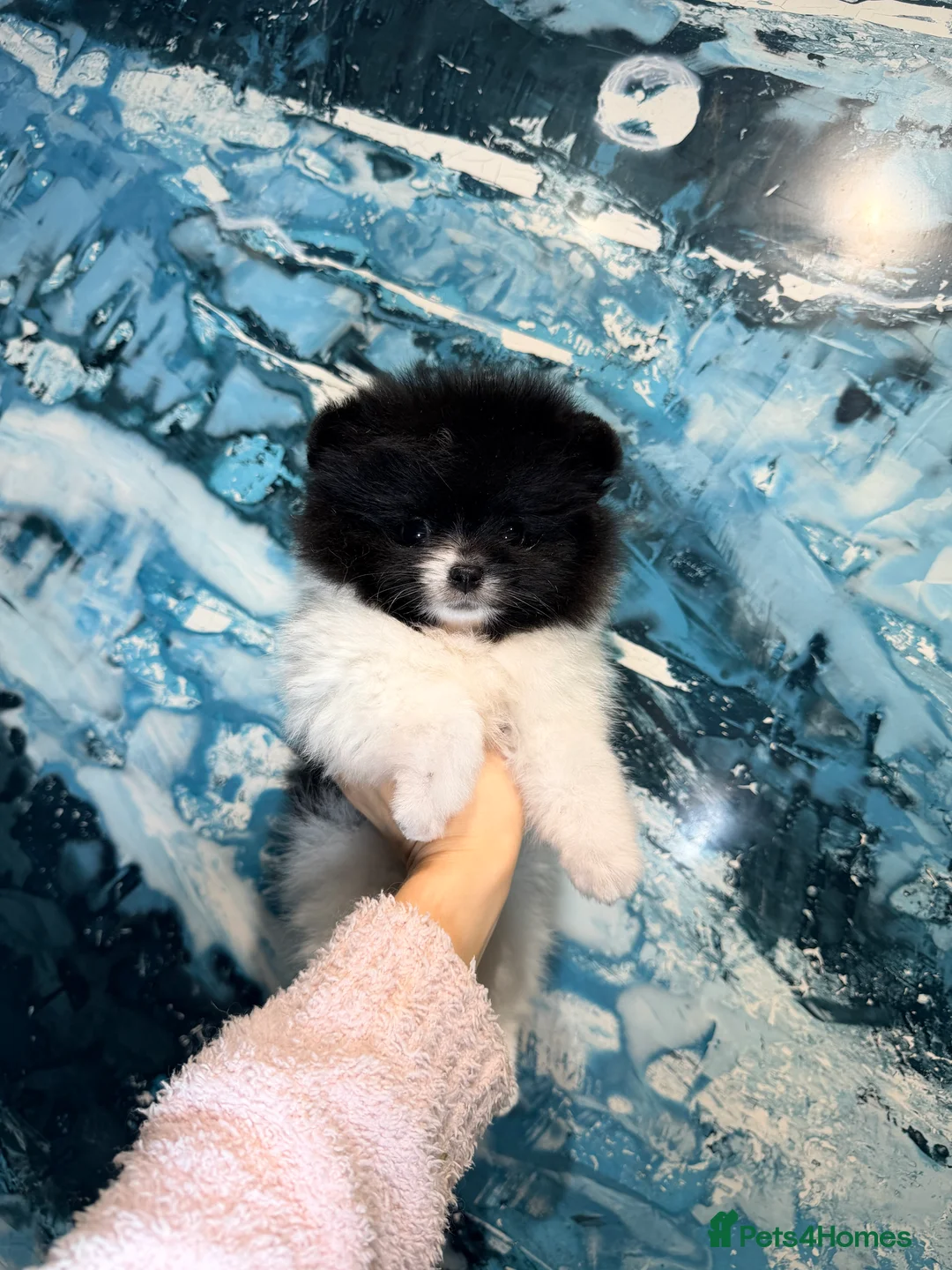 Pomeranian dogs for sale: Party color Pomeranian boy like a panda bear - Advert 2