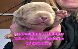 Labrador Retriever dogs for sale: Gorgeous KC Silver Labrador Puppies. - Image 2