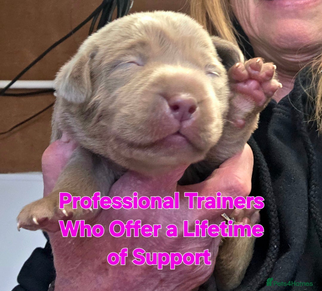 Labrador Retriever dogs for sale: Gorgeous KC Silver Labrador Puppies. - Image 2