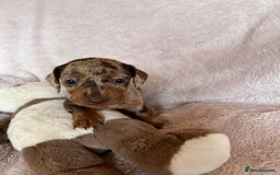 Dachshund dogs for sale: 7 Gorgeous puppies  - Image 18