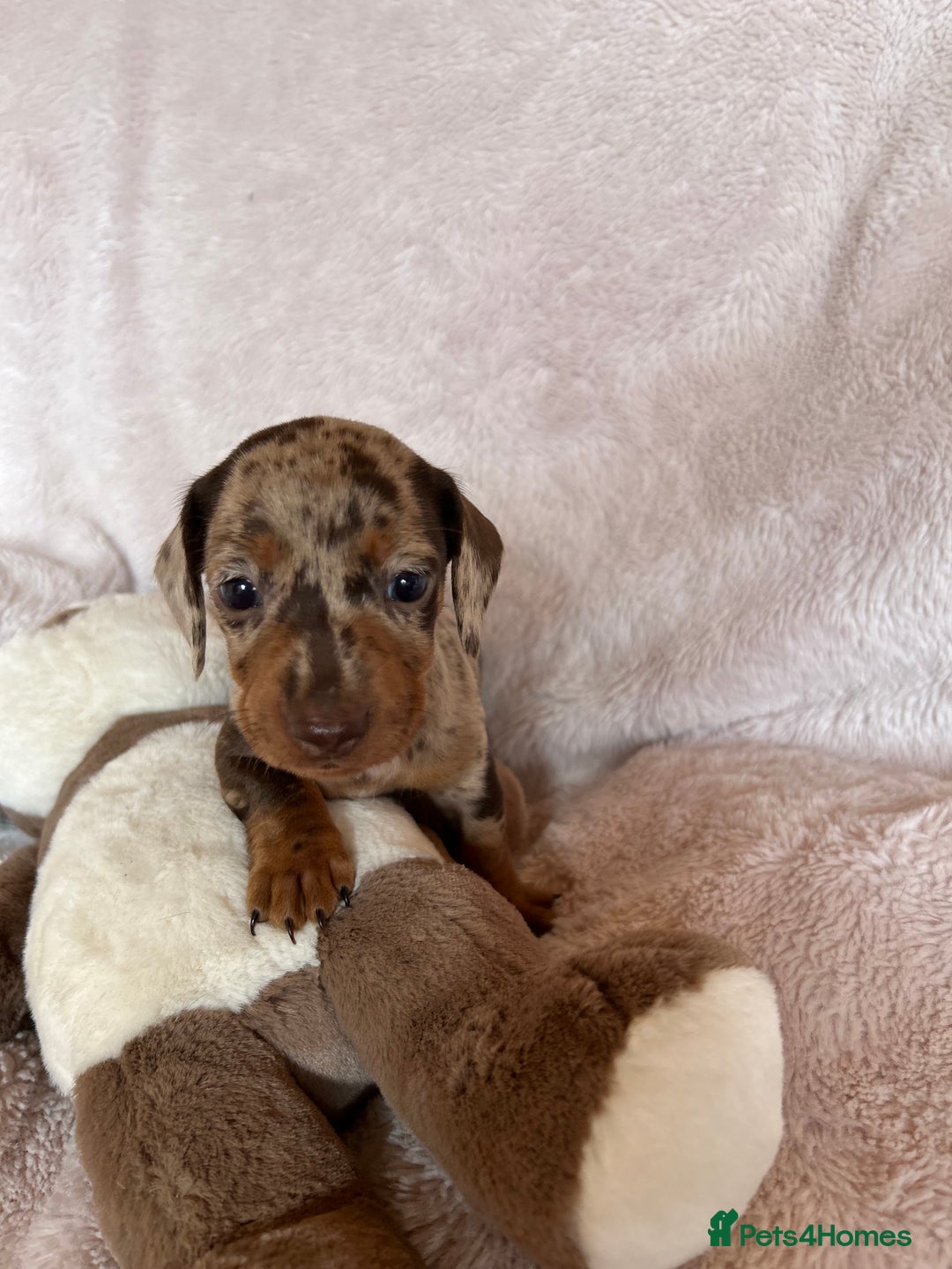 Dachshund dogs for sale: 7 Gorgeous puppies  - Image 18