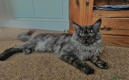 Maine Coon cats for sale: Smoke grey Mainecoon - Image 1