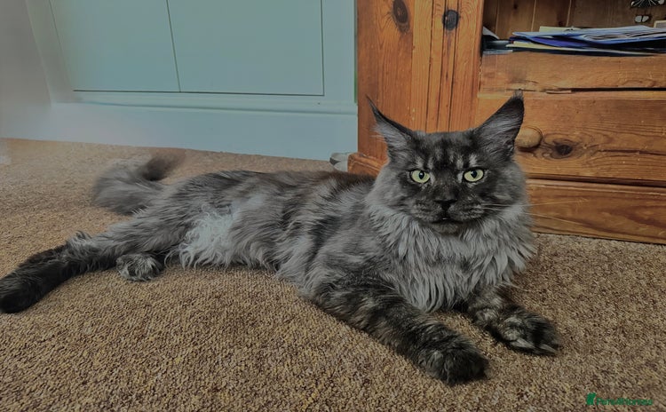 Maine Coon cats - Advert 13