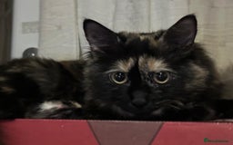 British Longhair cats for sale: British long hair + Turkish Angora - Image 5