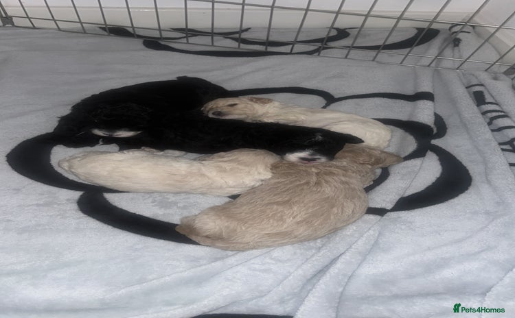 Cavapoochon dogs 🌟 Stunning F1B Cavapoochon puppies available now  - Advert 1