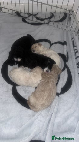 Cavapoochon dogs 🌟 Stunning F1B Cavapoochon puppies available now - Advert 13