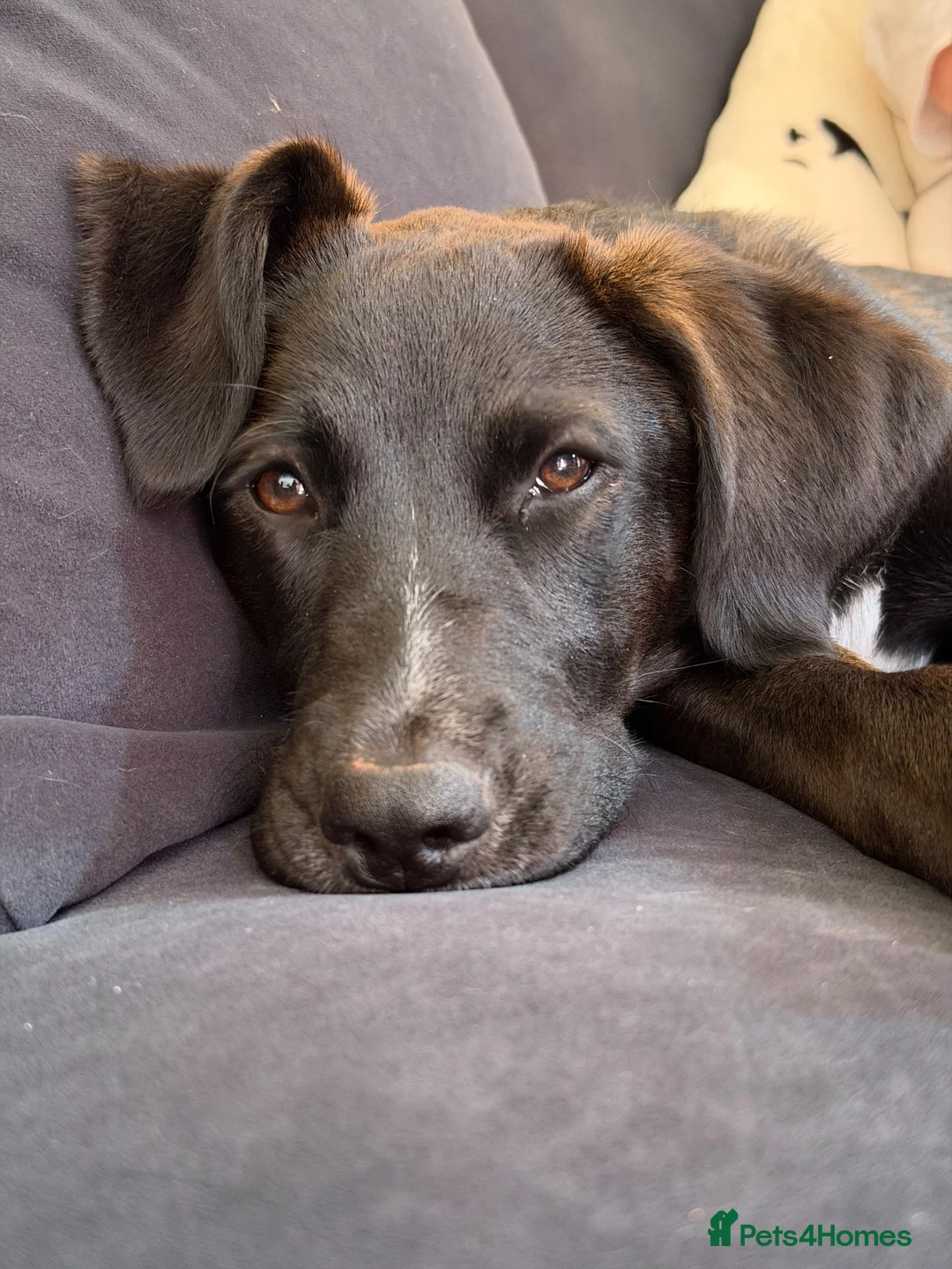 Mixed Breed dogs for sale: FREE Belgium Malinois x Britney spaniel in Tiverton - Advert 6