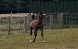 Arabian horse horses for sale: Arabian colt 5 months old  - Image 5