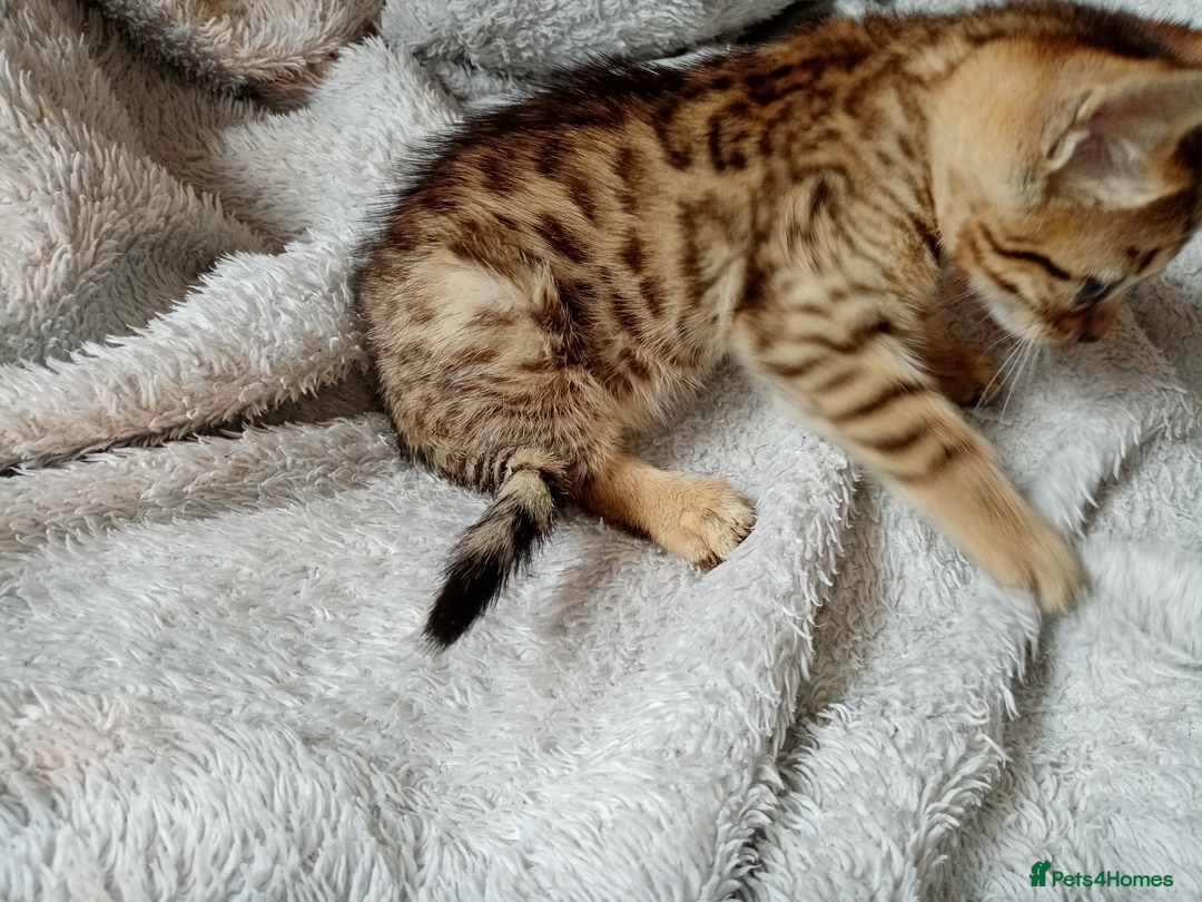 Mixed Breed cats for sale: Lovely Ginger and Rosetted Kittens - Image 4