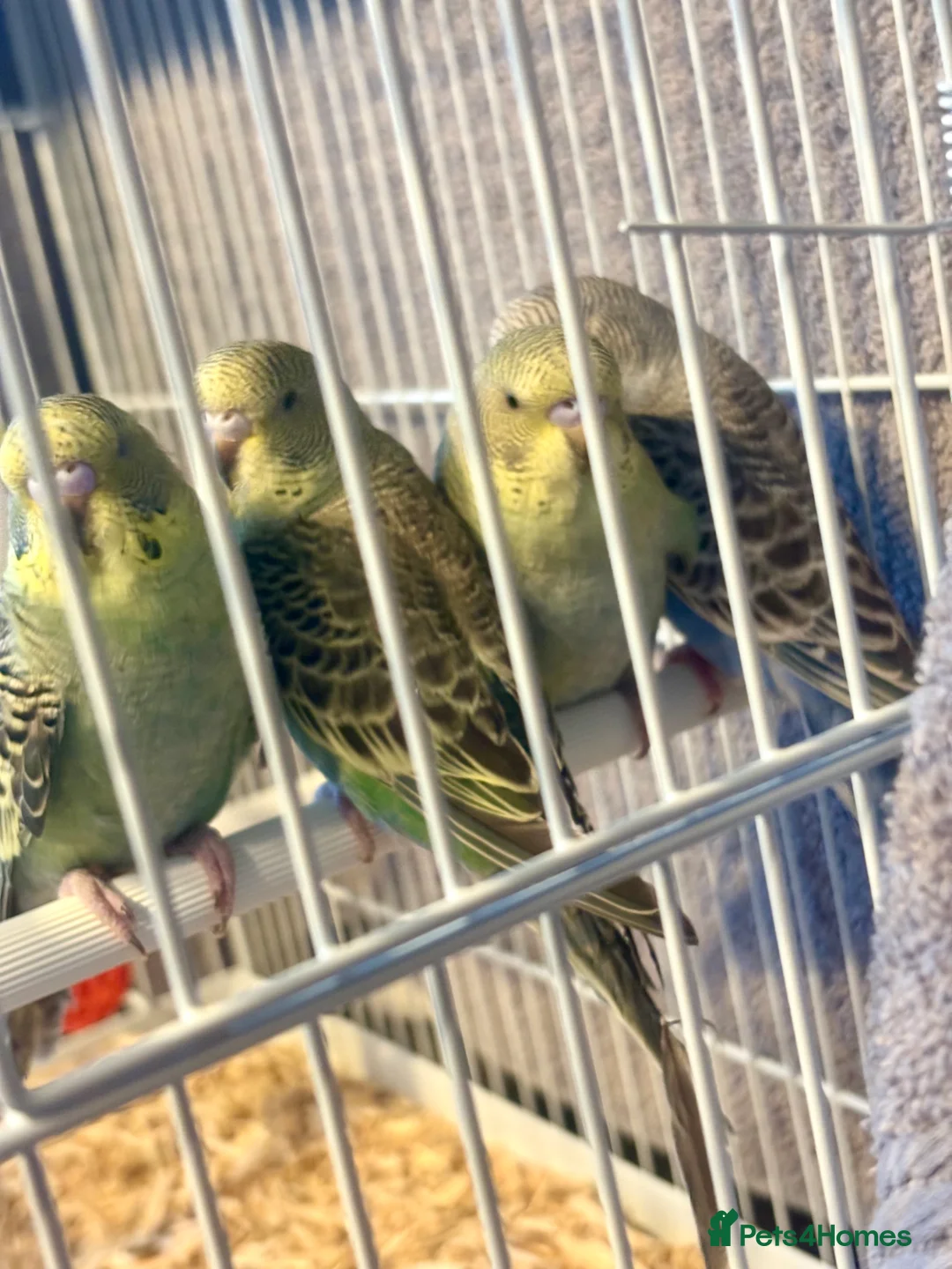Budgerigars birds for sale: Beautiful Baby Budgies now available  - Advert 5