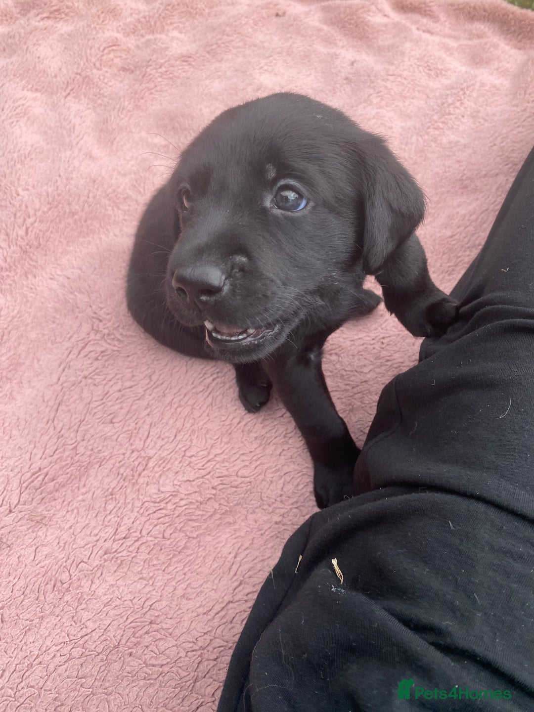 Labrador Retriever dogs for sale: Labrador (working) puppies - Image 10
