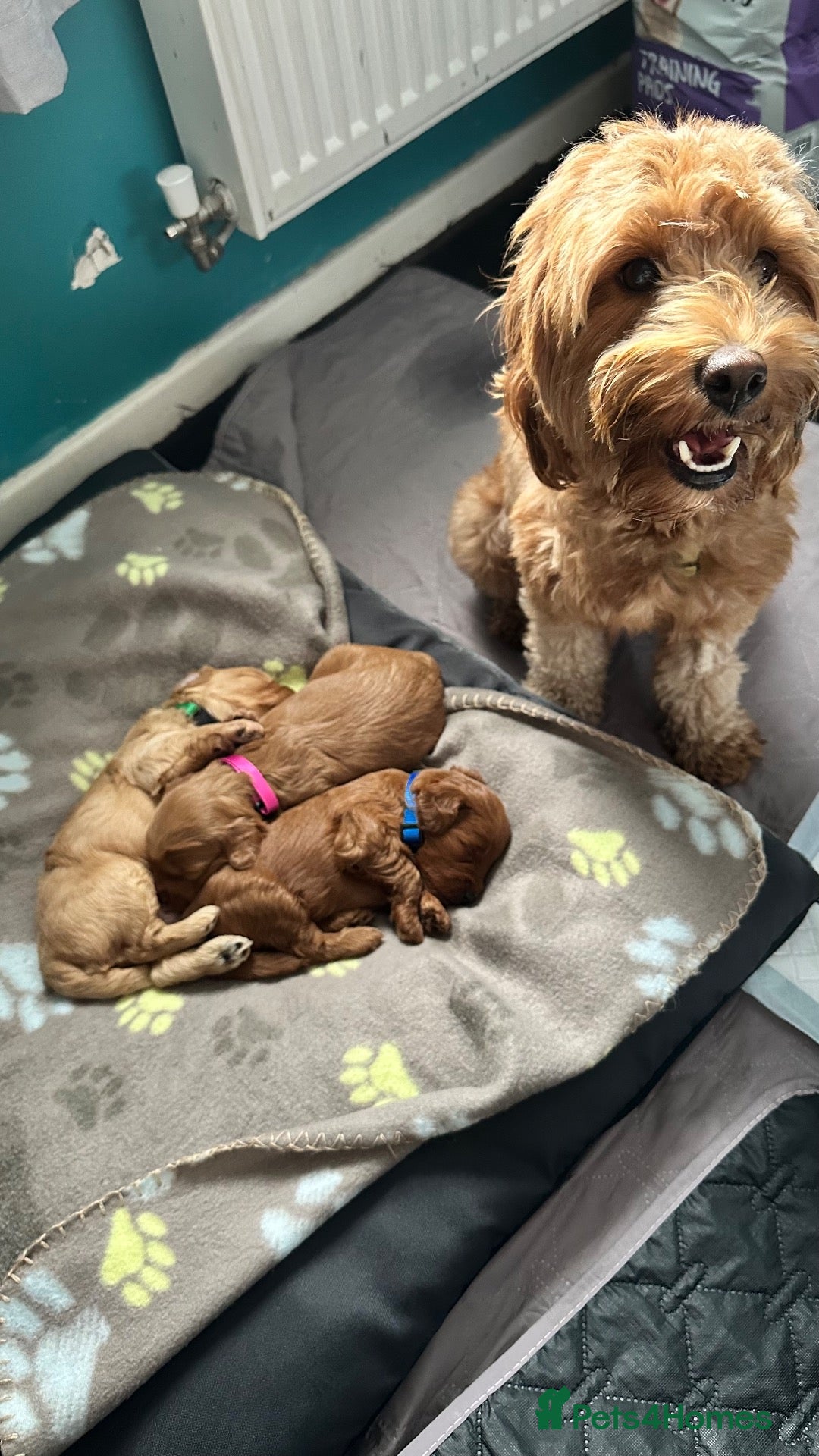 Mixed Breed dogs Miniature labradoodle/cockapoo - Advert 1