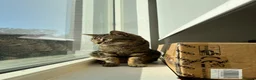 British Shorthair cats for sale: Tabby boy available  - Advert 7