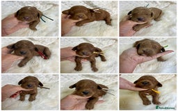 Goldendoodle dogs for sale: multigenerational Australian Golden doubledoodles - Image 1
