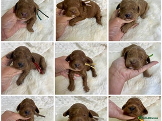 Goldendoodle dogs - Advert 3