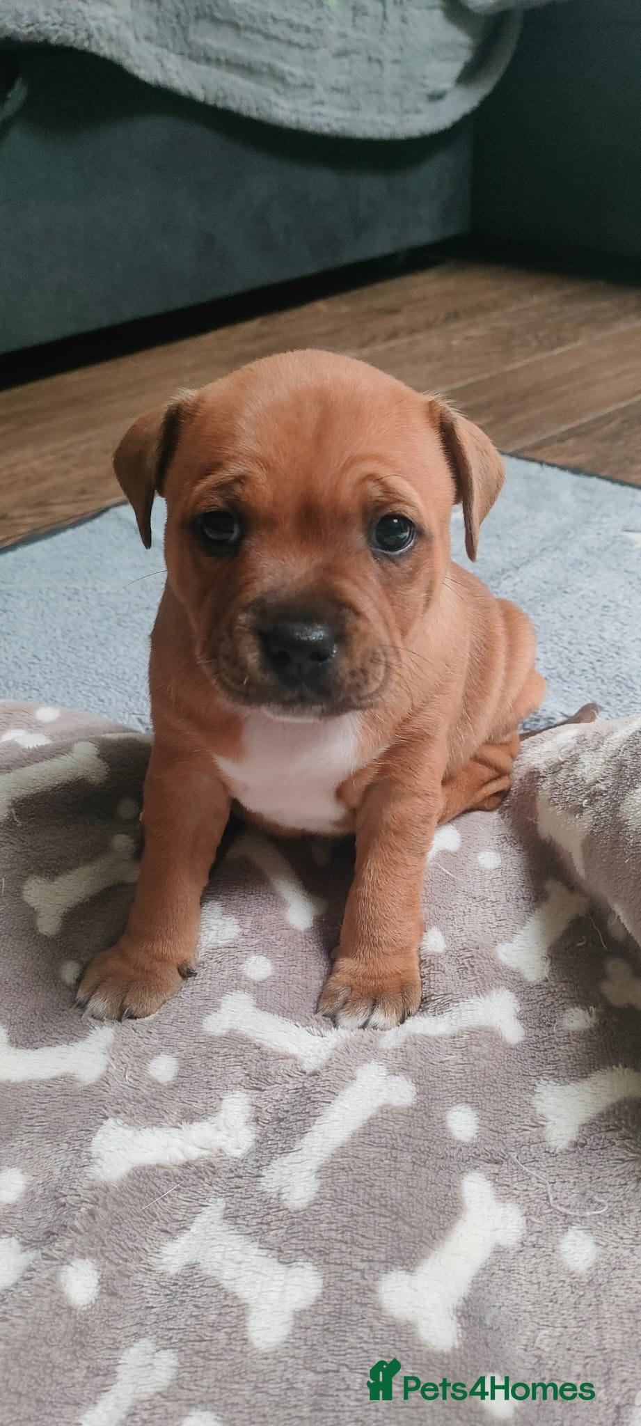 Staffordshire Bull Terrier dogs Beautiful puppies🐶🐶🐶🐶 - Advert 2