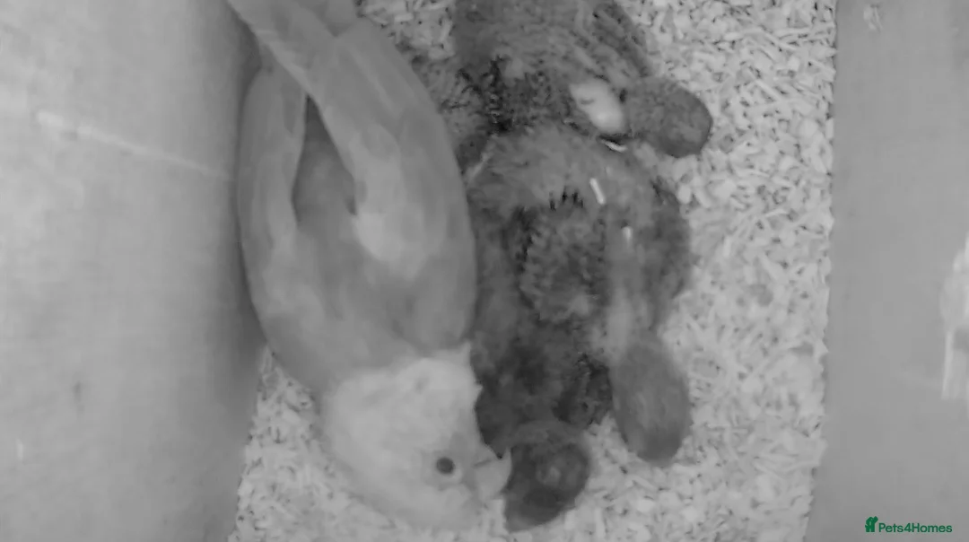 Conures birds for sale: Proven Pair of Green Cheeked Conures  - Advert 2