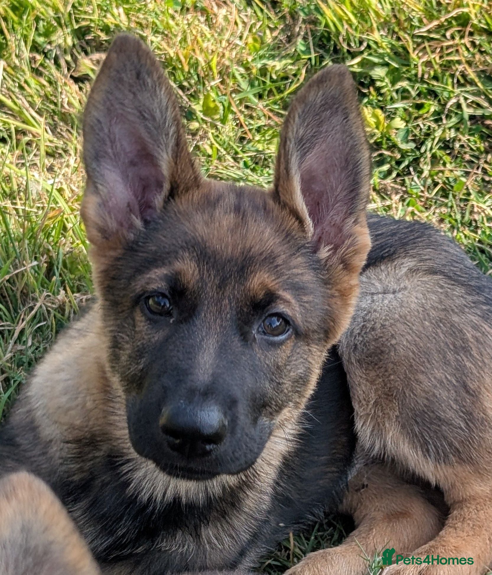 German Shepherd dogs K.C. reg GSD female - Advert 2