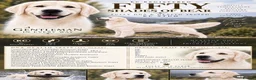 Golden Retriever dogs for sale: Cream Golden Retriever Puppies soon to be born  in Boston - Advert 13